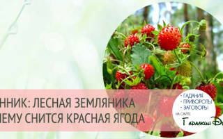 Сонник есть землянику