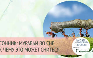 К чему снятся большие муравьи сонник