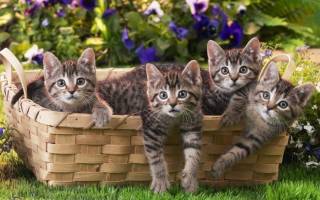 К чему снятся котята женщине сонник ванги