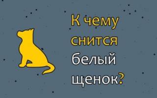 К чему снится маленький белый щенок сонник