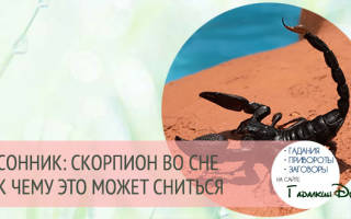 К чему снится скорпион черный сонник