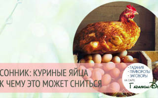 К чему снятся яйца куриные сонник