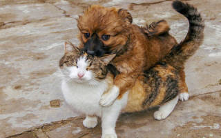 Сонник животные в доме