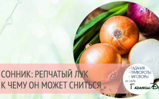 Сонник есть лук репчатый