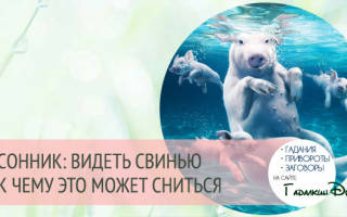 К чему снится большая свинья сонник