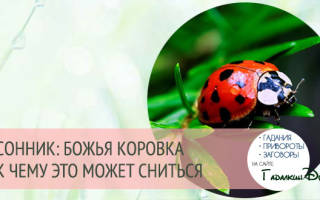 Сонник божьи коровки много
