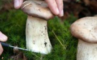 К чему снится собирать грибы во сне сонник
