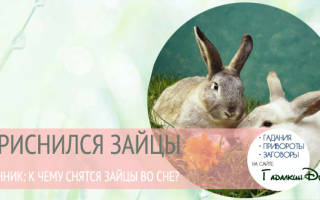 Белый заяц во сне сонник