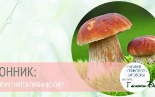 Сонник толкование снов грибы