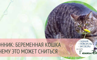 К чему снится беременная черная кошка сонник