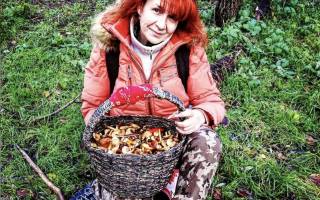 Собирать грибы во сне что значит сонник