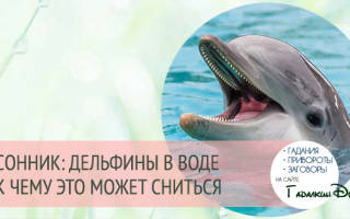 Толкование сна дельфины сонник