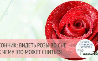 К чему снится много роз сонник