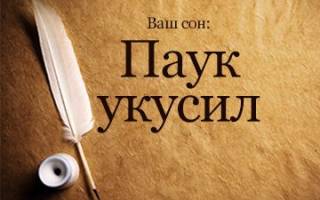 Сонник укусил паук за руку
