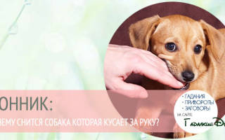 Во сне укусила черная собака сонник