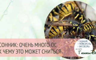 К чему снится укус осы в руку сонник