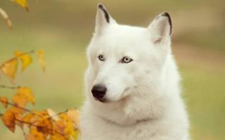 К чему снится ехать верхом на собаке сонник
